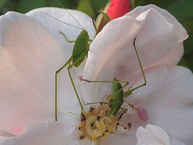 2 guests for lunch