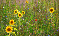 Jocelyne's center flower