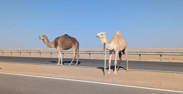 Deux dromadaires sympathiques et calmes