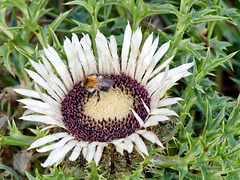 gelber Eberwurz - carlina acanthifolia