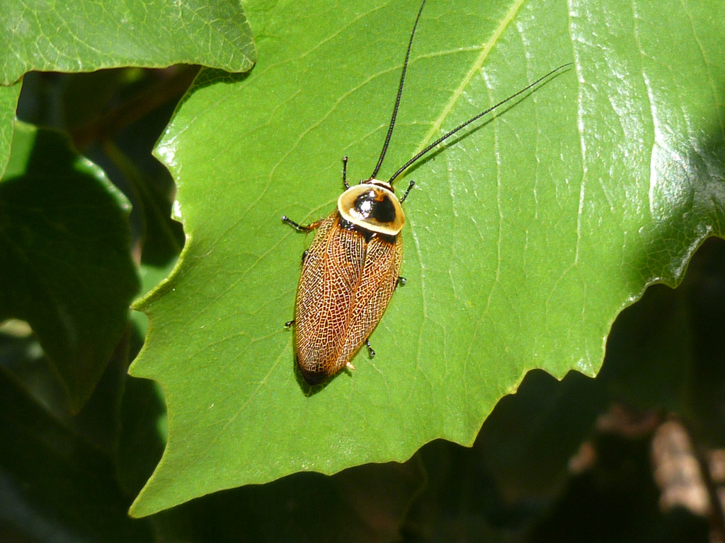 native cockroach