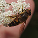 IMG 8172hoverfly