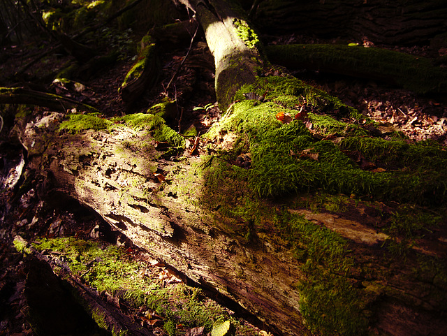 Białowieża forest