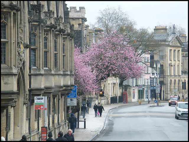 high street blossom