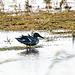 Shoveler duck