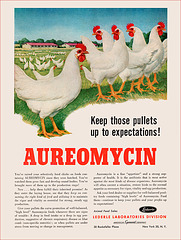 Aureomycin Antibiotic Ad, c1955