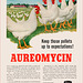 Aureomycin Antibiotic Ad, c1955