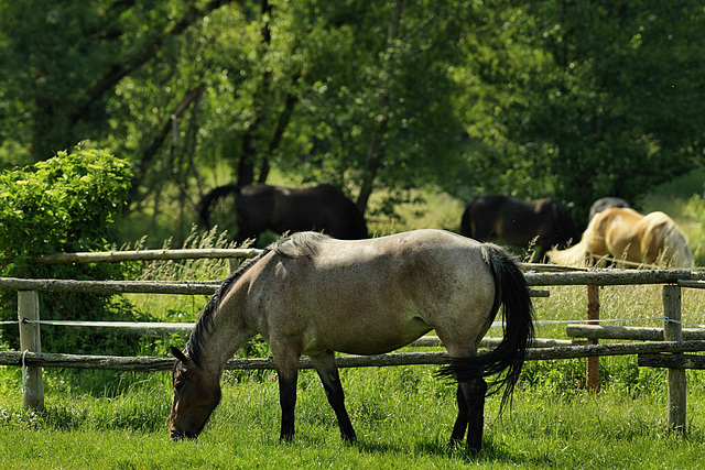 Horse Fence Friday