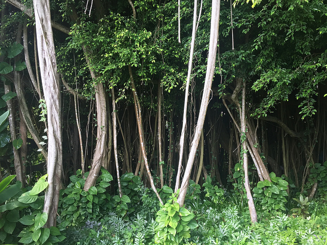 Banyan - spreading out