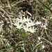 Some early spring flowers with insect visitor