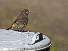 Solitary sparrow