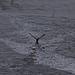 Cormorant liftoff
