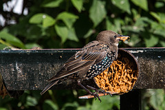 20140908 4885VRAw [NL] Star (Sturnus vulgaris),  Terschelling