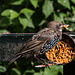 20140908 4885VRAw [NL] Star (Sturnus vulgaris),  Terschelling