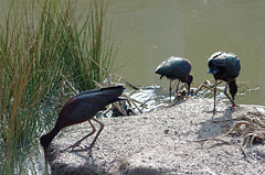 Ibis falcinelle