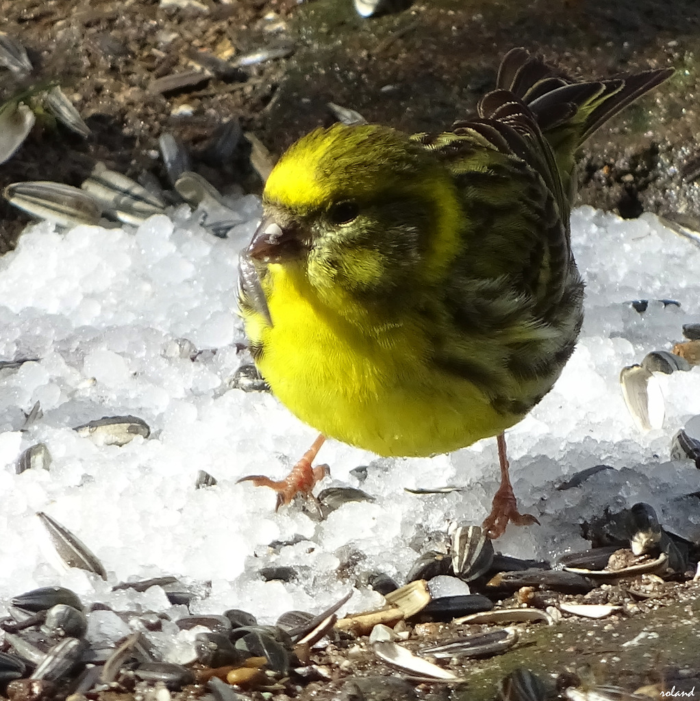 après la grêle de ce matin...et ce n'est pas un poisson d'Avril....!