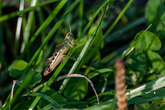 Ich hab' Flip entdeckt! ;-) Grashüpfer (Gomphocerinae)