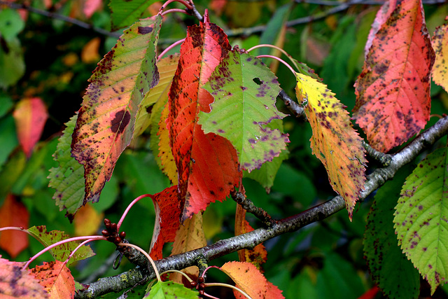 Autumn in Hither Way