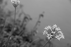 Oriental garlic by the paddy