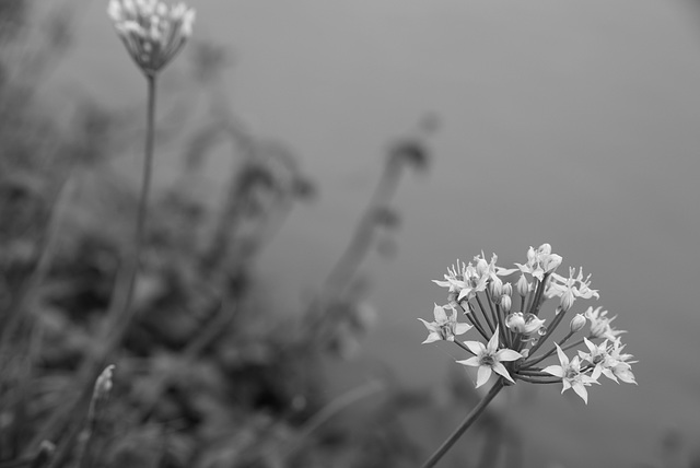 Oriental garlic by the paddy