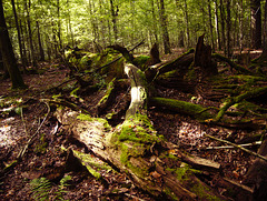 Białowieża forest
