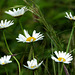 grass and daisies