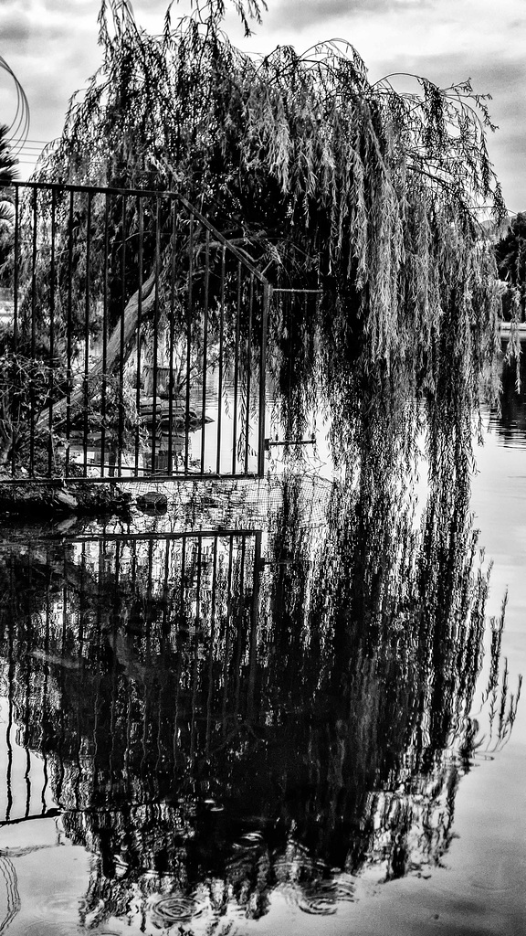 Fence and tree