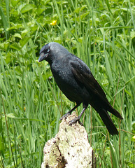 Jackdaw - 21 May 2018