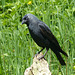 Jackdaw - 21 May 2018