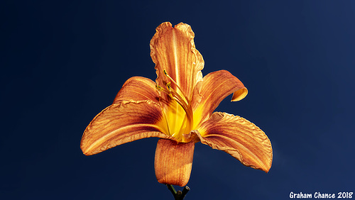 Daylily