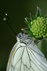 DSCF7631