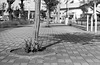 Trees on the sidewalk