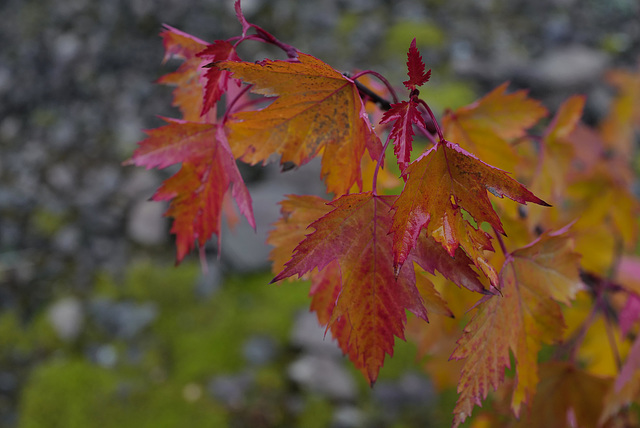 Acer rubrum, Canada L1010165