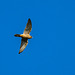 Kestrel