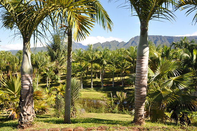 Le Parc des Palmiers