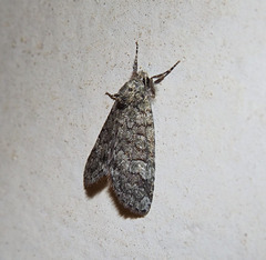 Epicyrtica lathridia