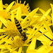 20210725 1946CPw [D~LIP] Langbauchschwebfliege (Sphaerophoria scripta) [w], [Stiftschwebfliege], Jakobs-Greiskraut (Jacobaea vulgaris), Bad Salzuflen