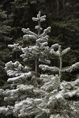 Frosted Spruce