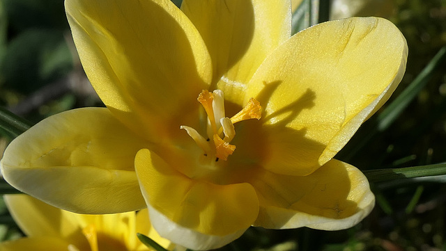 1er crocus de l'année... dans mon jardin