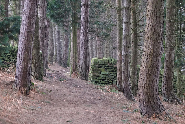 Pennine Way through to Tinsel Wood