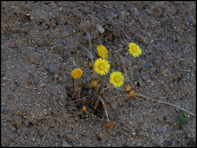 Tussilago farfara