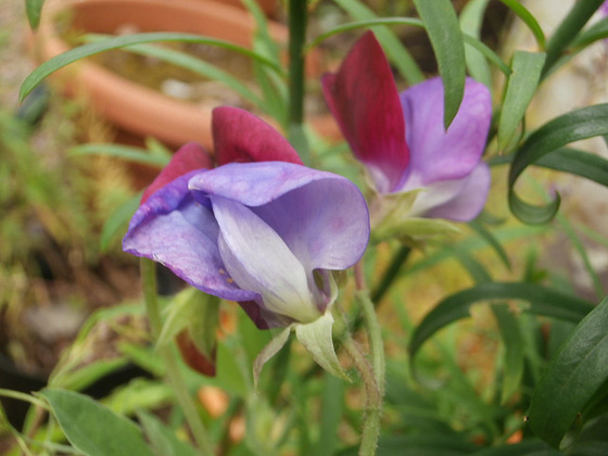 Sweetpeas have managed to flower