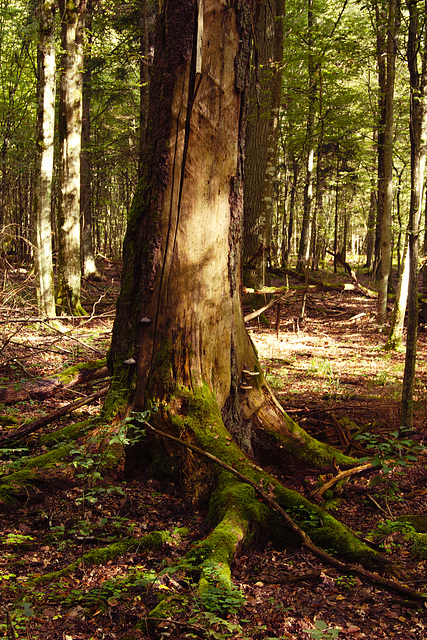 Białowieża forest