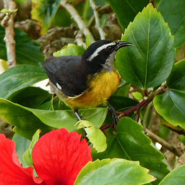 Bananaquit / Coereba flaveola, Tobago