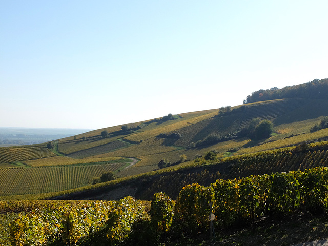 Champagne, la Côte des Blancs