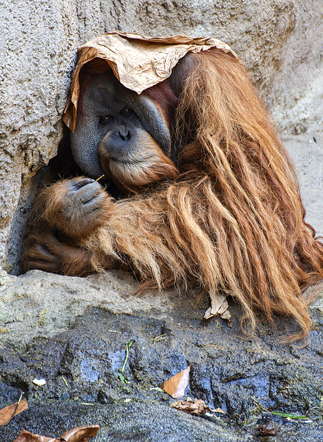 Orang Utan mit Kopfbedeckung