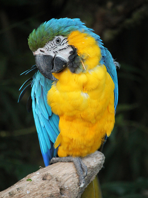 Ara bleu = Ara bleu et jaune = Ara ararauna, Parc des Oiseaux, Villars-les-Dombes (Ain, France)