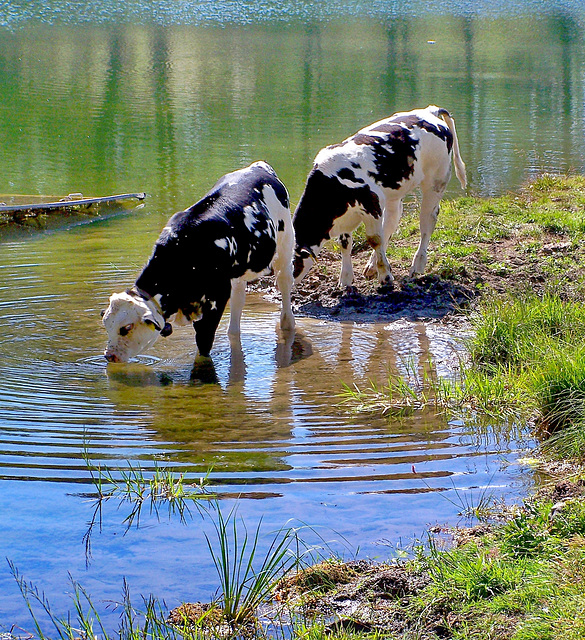 #15 - Paolo Tanino - SPC 4/2019 - "life at the lake" foto n. 3 - 3̊ 6points