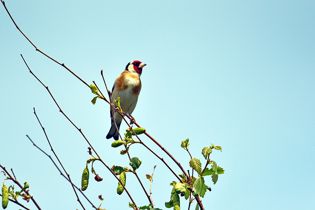 Goldfinch