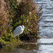 Little egret